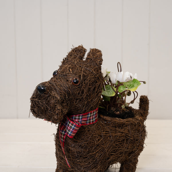 Scottie Dog Planter with Tartan Ribbon